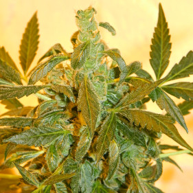 Семена марихуаны Auto Fem Afghan Original - Огромней Выбор Афганки 200+
