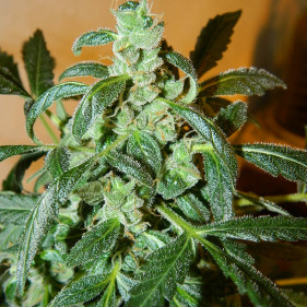 Семена конопли Auto fem Gandalf’s Pipe марихуаны каннабиса недорого без посредников садить в апреле мае