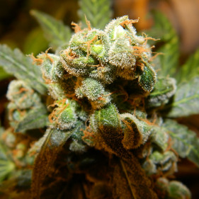 Семена конопли Auto Opium fem (ТГК 25%)