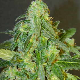 Сорта марихуаны Fem Jamaiсa
