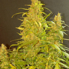 Автоцвет Хинди Куш - высащивать семена конопли в апреле мае августе сентябре