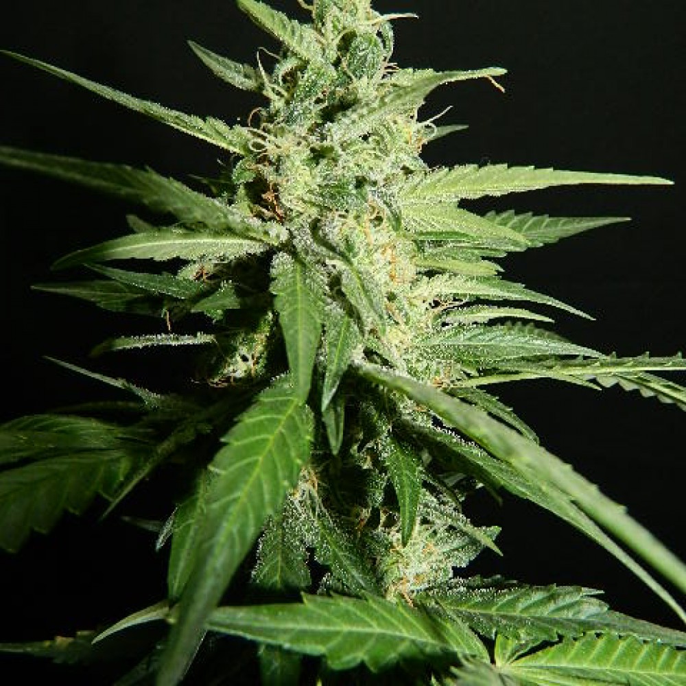 семена марихуаны крым