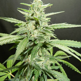 reg El Nino (Эль Нино, Эль-Ниньо ТГК 22%)