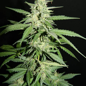 Fem Satori (Сатори, Сотори ТГК 25%)