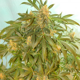 Auto fem Critical Neville Haze семена каннабиса можно садить в апреле мае июле августе сентябре