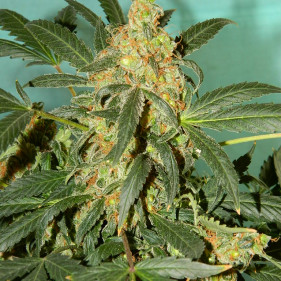 Fem Pandora Пандора ТГК 23 - 25%