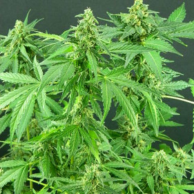 reg Super Silver Haze (Супер Сильвер Хейз ТГК 20%)