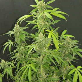 reg Mazar (Мазар, Мазари ТГК 19,5%)