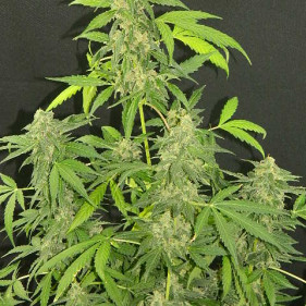 Fem Silver Haze (Сильвер Хейз ТГК 19%)