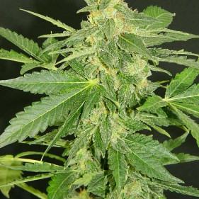  Каннабиса семена Fem Afrika Unte