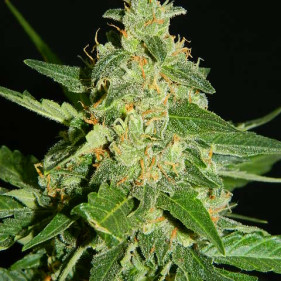 Сорт каннабиса Fem HIFI 4G