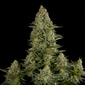 Reg Chocolope Gold (Чоколопе Голд ТГК 24%)