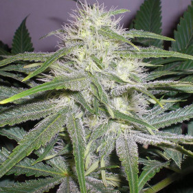 Buy cannabis seeds легко выращивать сорта марихуаны в апреле мае августе сентябре