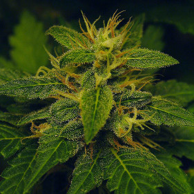 Феминизированные семена конопли  Fem Durman купить в Венгрии, Румынии, Чехословакии