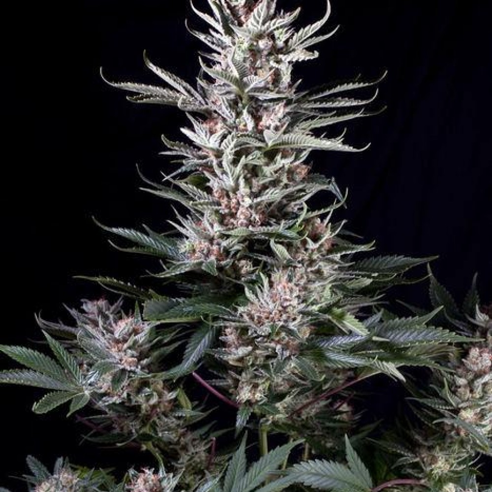 Конопля семена купить оренбург марихуана в цветочных горшках