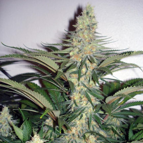 Auto fem White Widow (Вайт Видоу, Белая Вдова ТГК 19%) сорта конопли урожайные