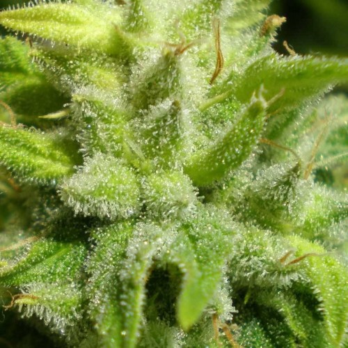 высокие растения марихуаны