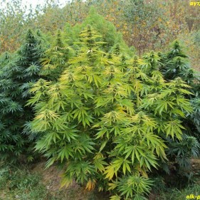 Самые мощные семена марихуаны вьетнам нячанг марихуана