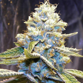 Семена конопли марихуаны каннабиса недорого без посредников садить в апреле мае