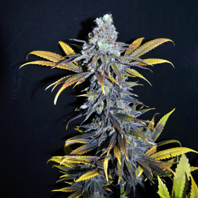 Fem Amnesia Lemon сорта марихуаны оптом недорогие семена конопли
