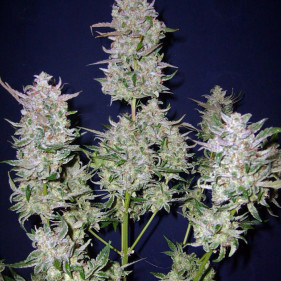 Семена каннабиса fem Jack Herer - Фруктовая пряность с кофейной горчинкой Испании