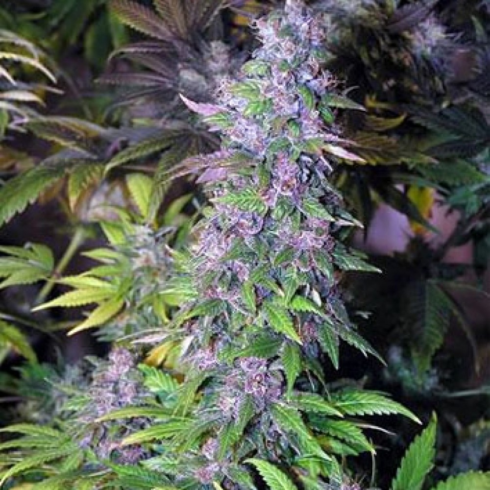 Blueberry сорт конопли марихуана сдача спермограммы