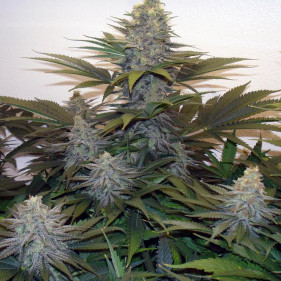 reg LSD (ТГК 24%)