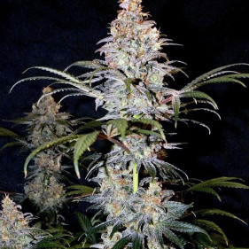 reg Lemon Skunk (Лимон Скунк, Лемон Скунк ТГК 19%)