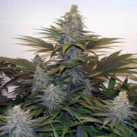 Семена конопли Gold Euforia